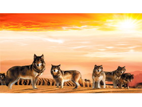 沙漠狼群PPT背景图片