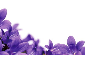 紫色小花PPT背景图片