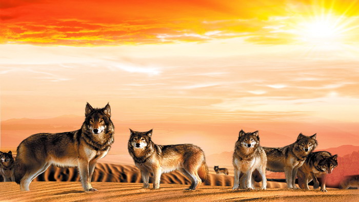 沙漠狼群PPT背景图片