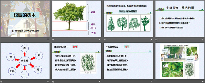 《校园的树木》植物PPT下载