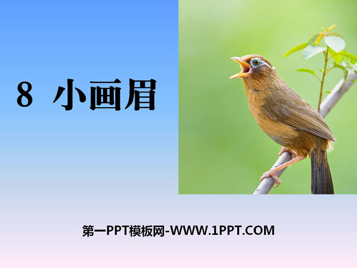 《小画眉》PPT课件