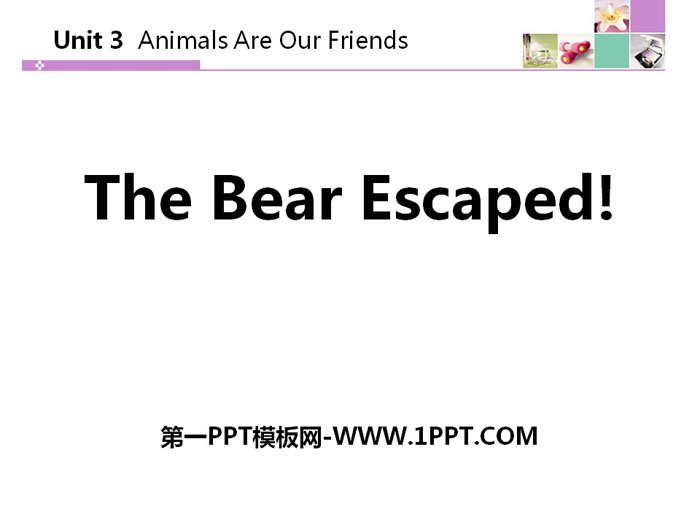 《The Bear Escaped!》Animals Are Our Friends PPT教学课件