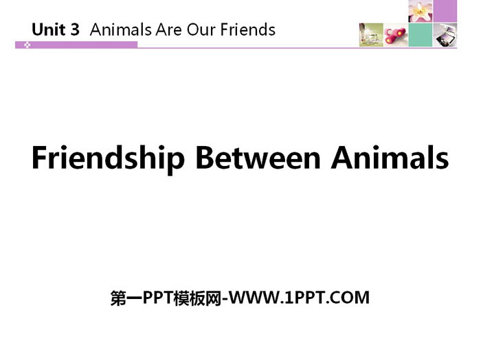 《Friendship Between Animals》Animals Are Our Friends PPT教学课件