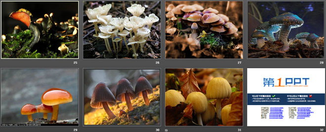 《各种各样的蘑菇》认识更多的生物PPT课件