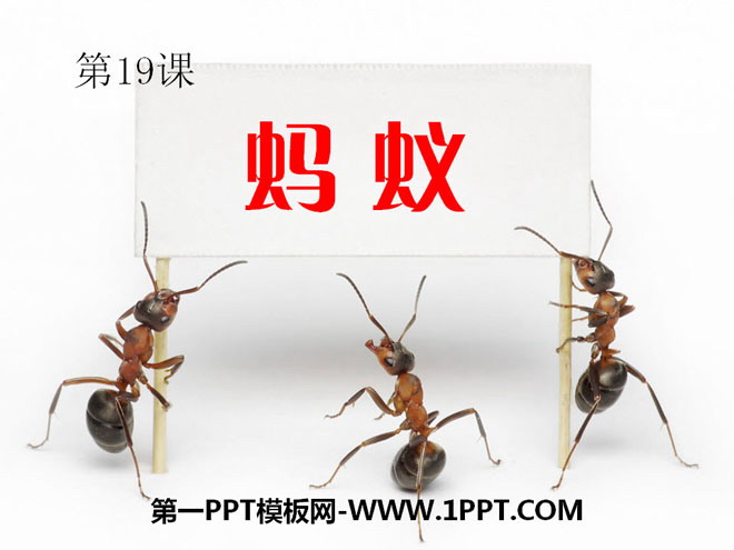 蚂蚁PPT课件