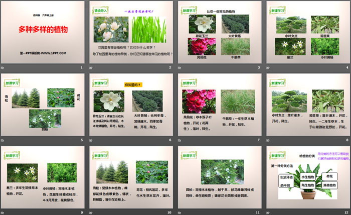 《多种多样的植物》生物的多样性PPT下载