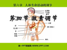 《激素调节》人体生命活动的调节PPT课件3