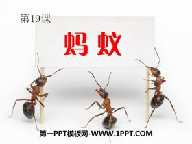 《蚂蚁》PPT课件下载