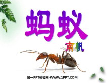 《蚂蚁》PPT课件4