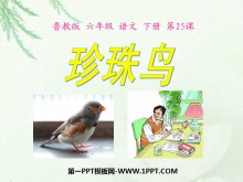 《珍珠鸟》PPT课件12