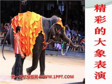 《精彩的大象表演》PPT课件4