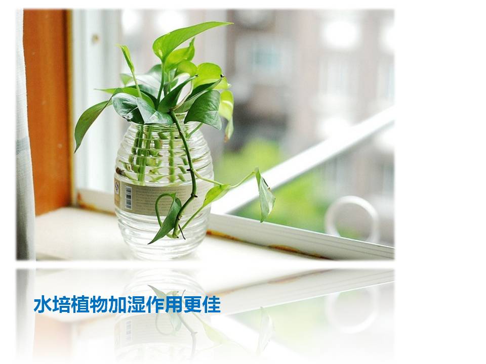室内小盆栽植物的应用与介绍PPT模板3