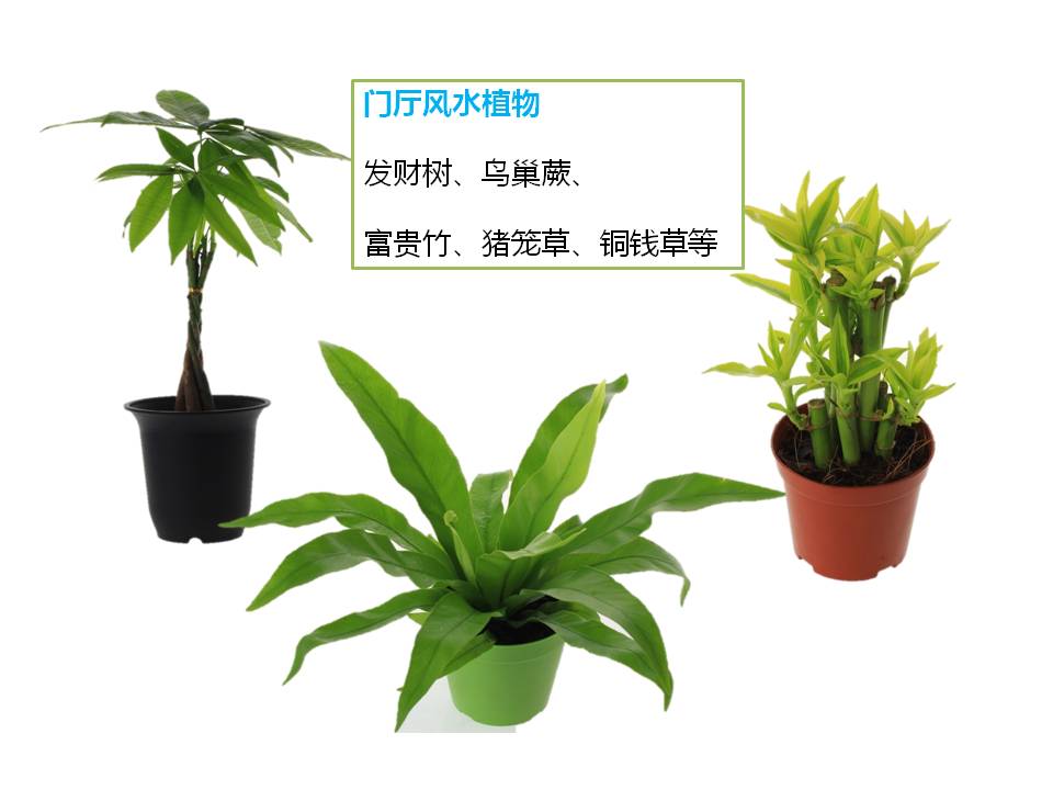 室内小盆栽植物的应用与介绍PPT模板5