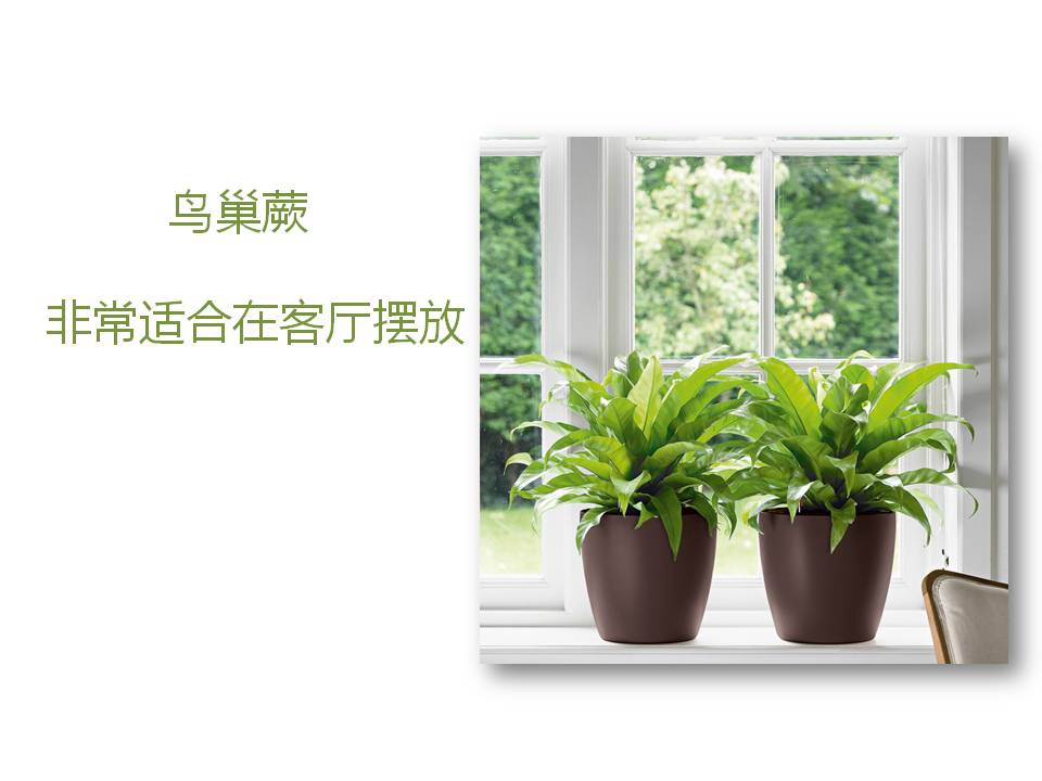 室内小盆栽植物的应用与介绍PPT模板8