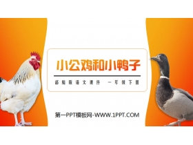 《小公鸡和小鸭子》PPT课件免费下载