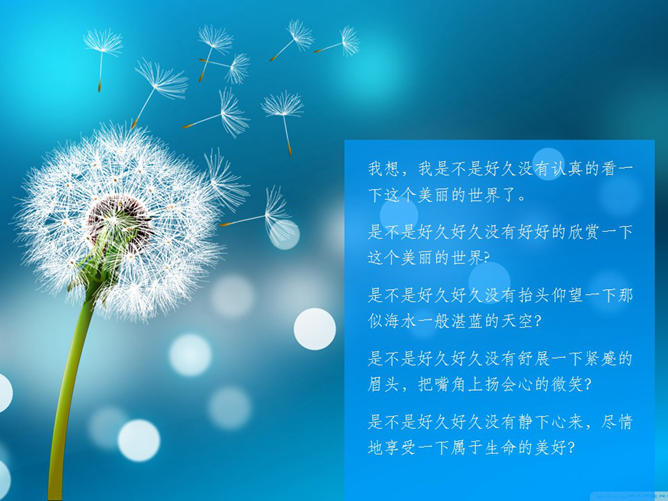 蒲公英唯美图片带字图片