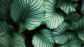 养眼绿色植物PPT背景图片