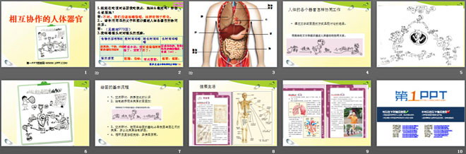 《相互协作的人体器官》我们的身体PPT课件3