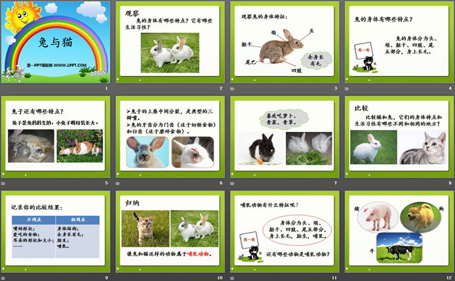 《兔与猫》家养小动物PPT课件2