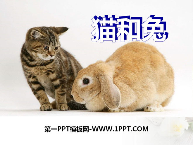 猫和兔PPT课件