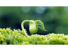 绿色清新植物嫩芽PPT背景图片