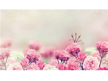 粉色蔷薇花幻灯片背景图片