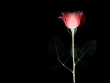 黑夜里的玫瑰花PPT背景图片