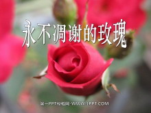 《永不凋谢的玫瑰》PPT课件4