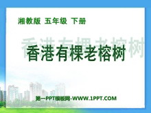 《香港有棵老榕树》PPT课件3