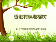 《香港有棵老榕树》PPT课件4
