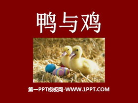 《鸭与鸡》家养小动物PPT课件2