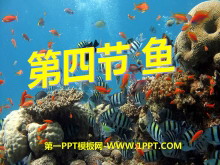 《鱼》动物的主要类群PPT课件5