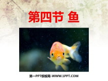 《鱼》动物的主要类群PPT课件2