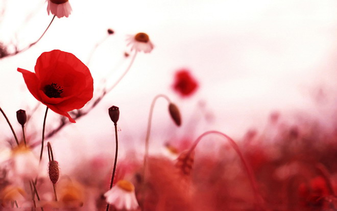 红色罂粟花PPT背景图片